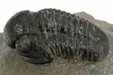 Detailed Gerastos Trilobite Fossil - Morocco #310564-3